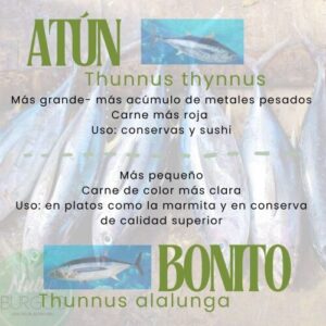 Bonito del Norte vs Atún 1 Atun y bonito diferencias